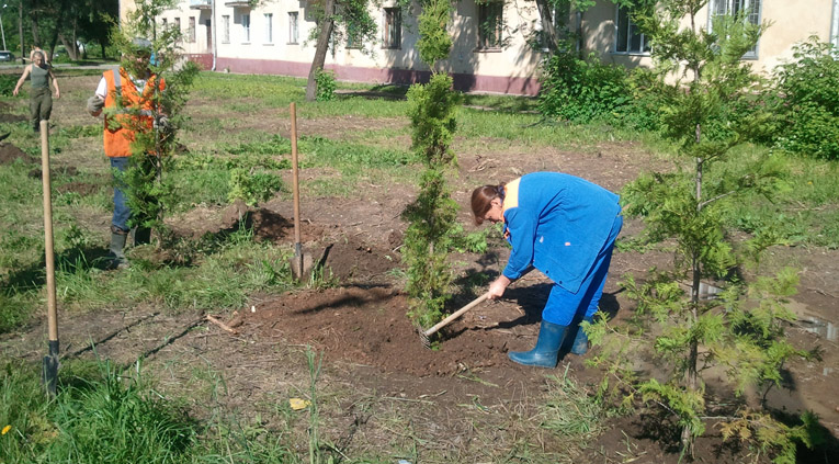 По ул. Комсомольской были высажены 50 туй